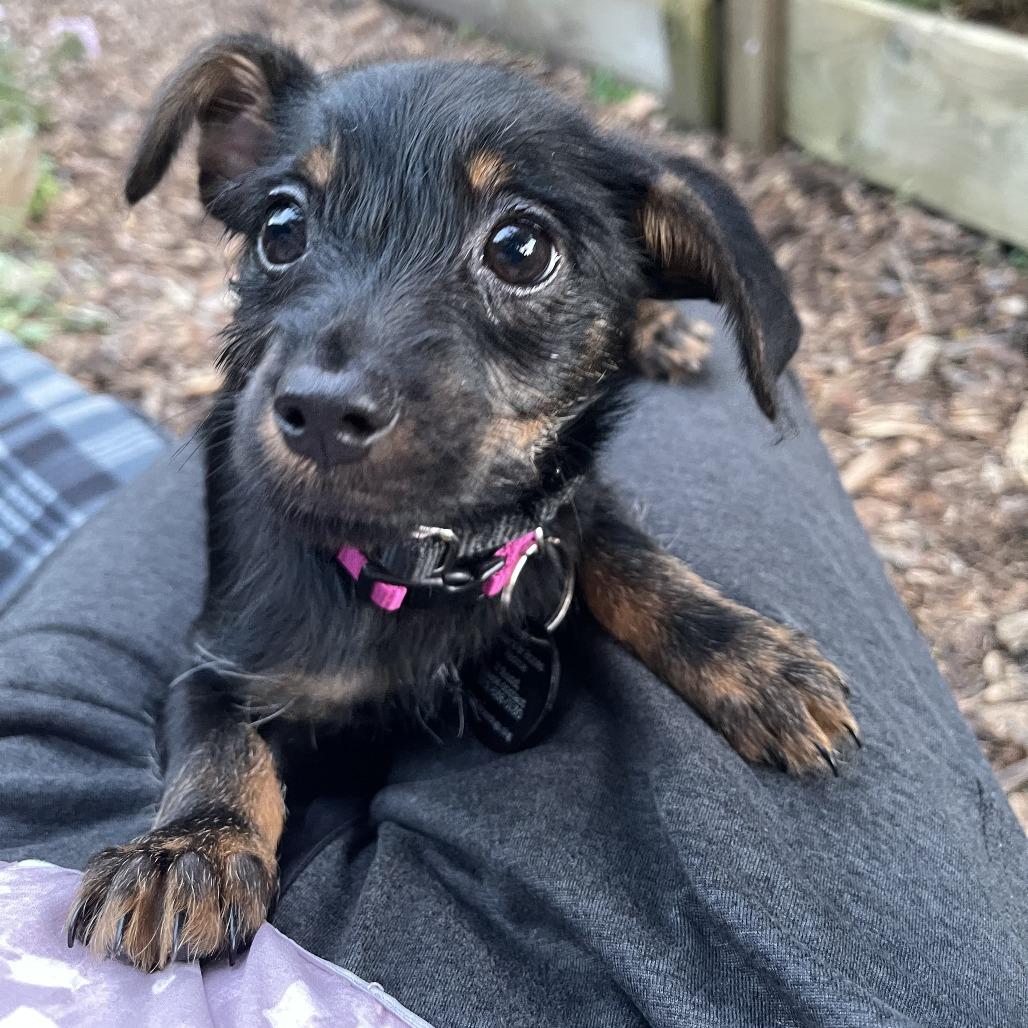 Chelsea, Adopted, Puppy Female Chihuahua & Mixed Breed.