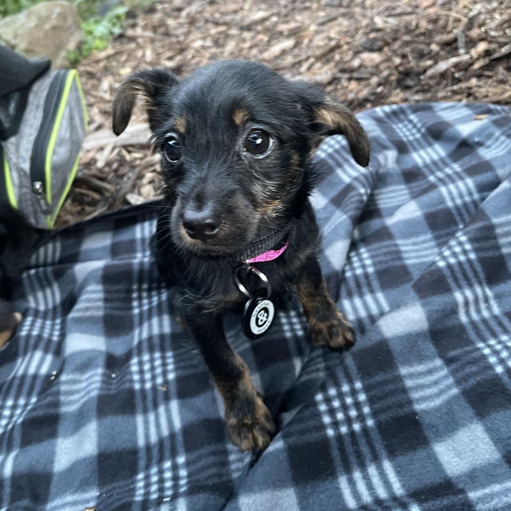 Enlarge Chelsea, a Adopted mixed breed in Brooklyn, NY image 3/5