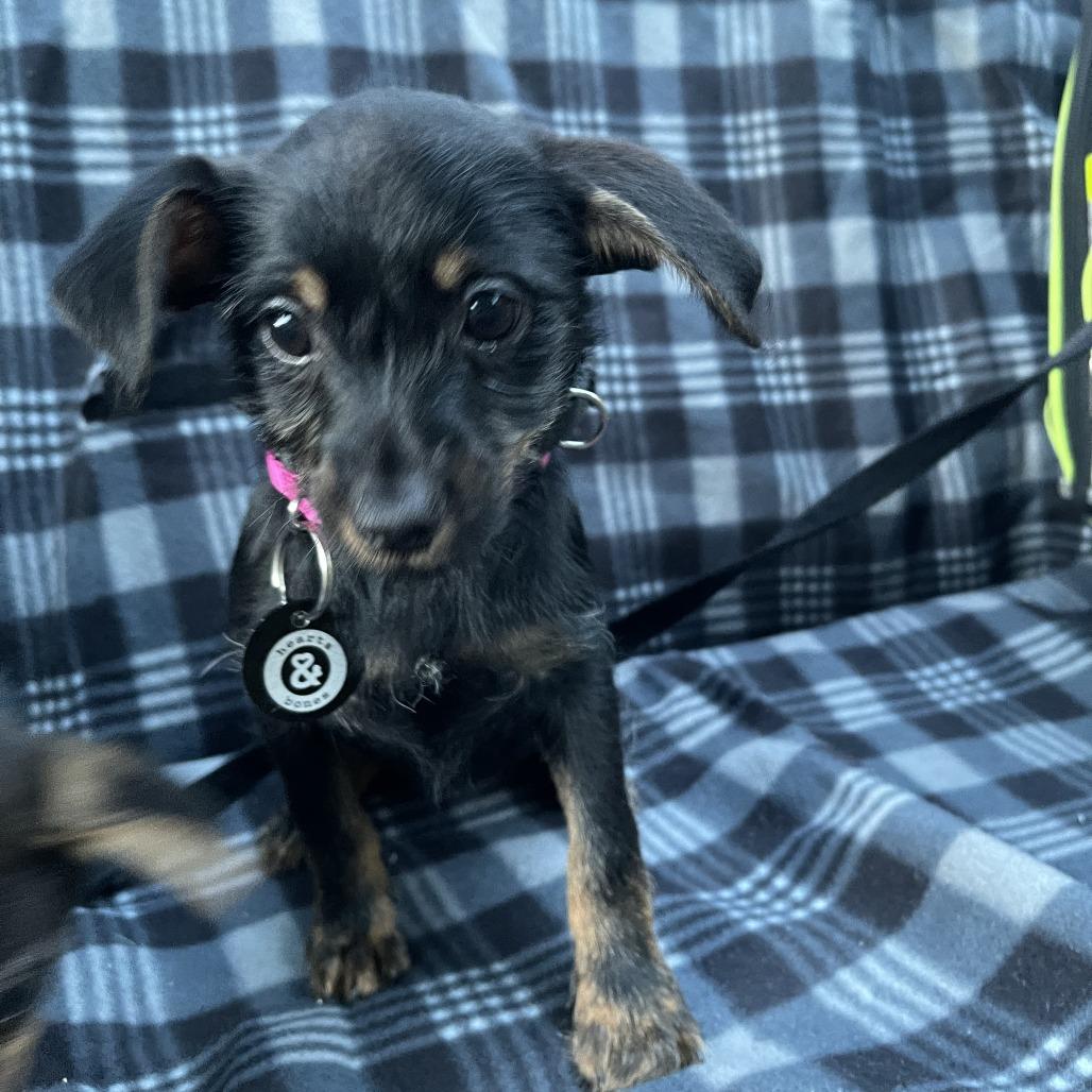 Enlarge Chelsea, a Adopted mixed breed in Brooklyn, NY image 5/5