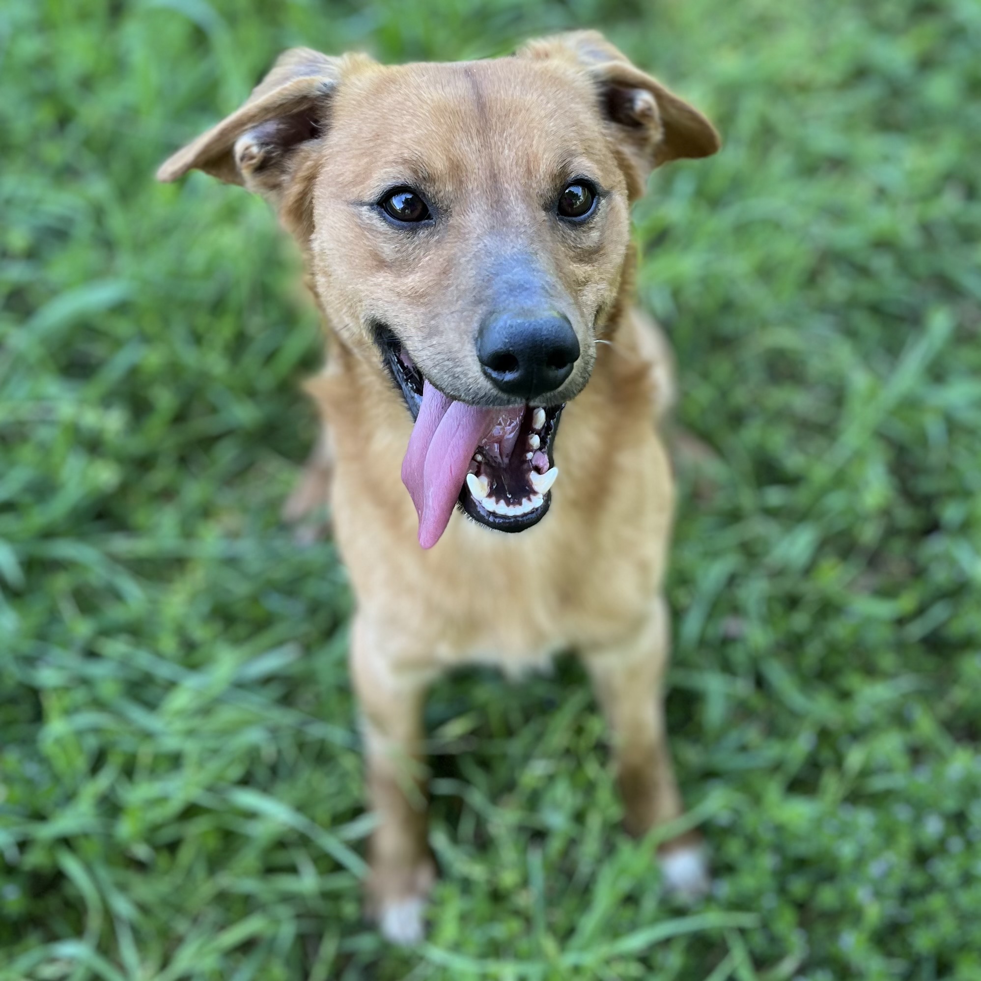 Dog for adoption Fred, a Terrier in Tishomingo, OK Petfinder