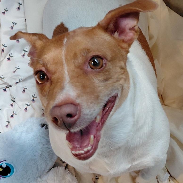 Rosie Heart, Adoptable, Adult Female Jack Russell Terrier.