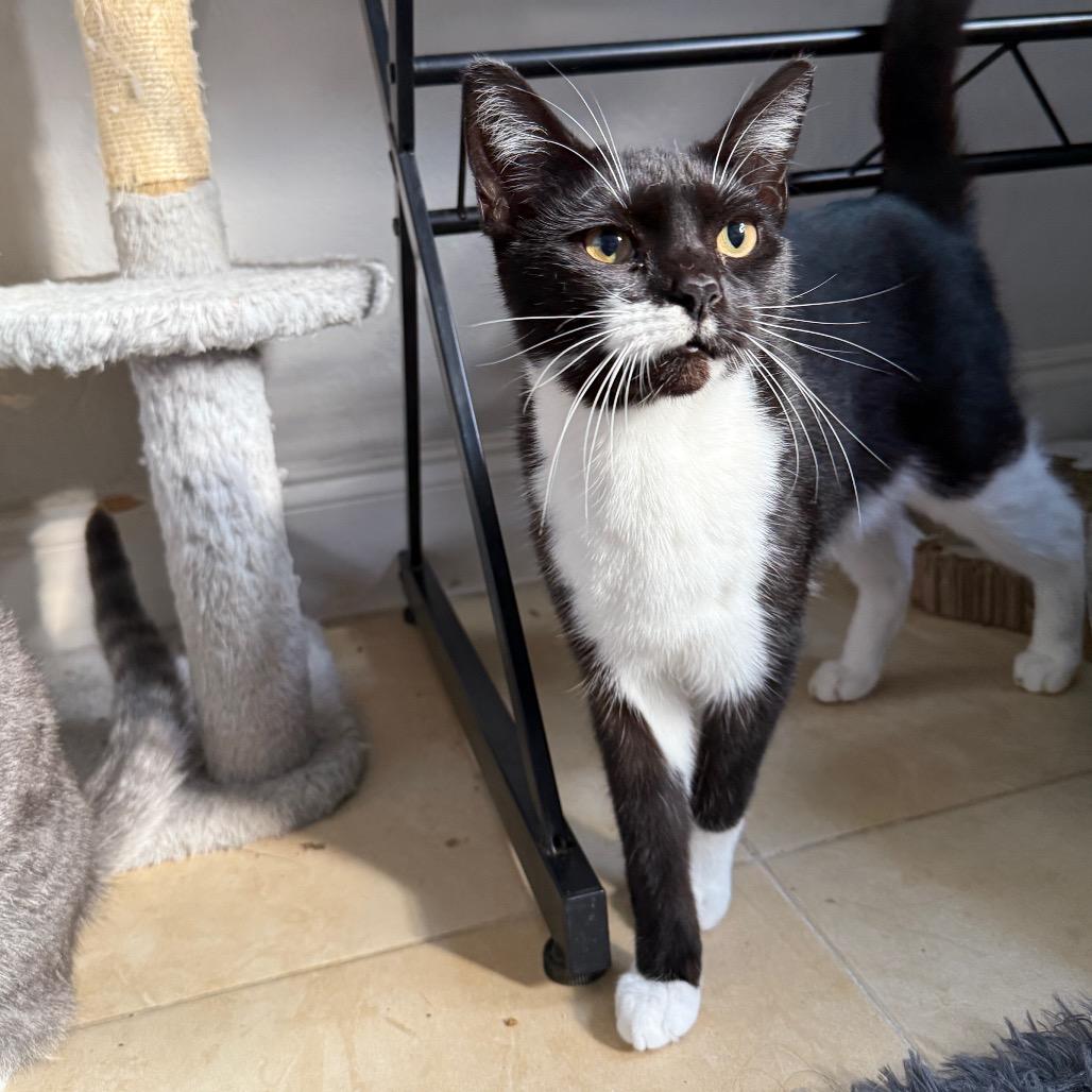 Enlarge Fritter, a Adoptable Domestic Short Hair in Fort Wayne, IN image 2/4