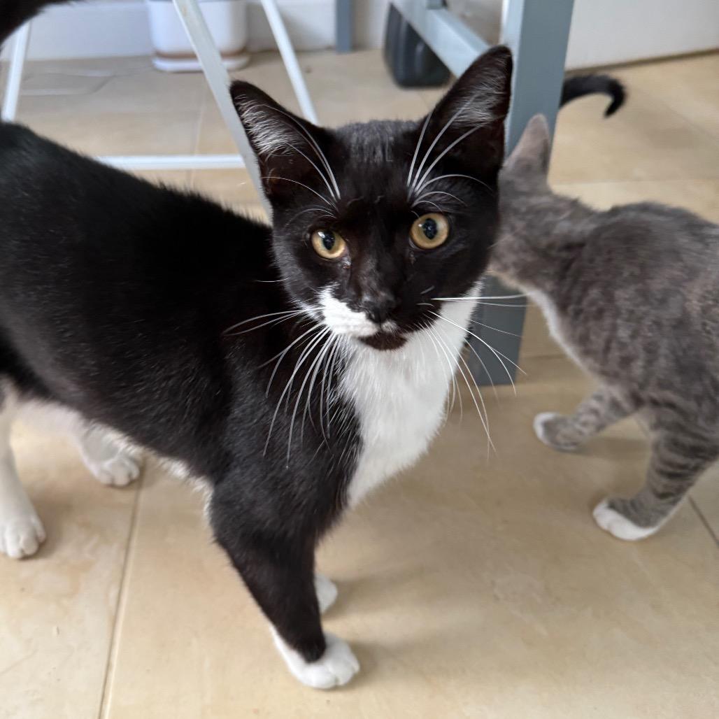 Enlarge Fritter, a Adoptable Domestic Short Hair in Fort Wayne, IN image 4/4