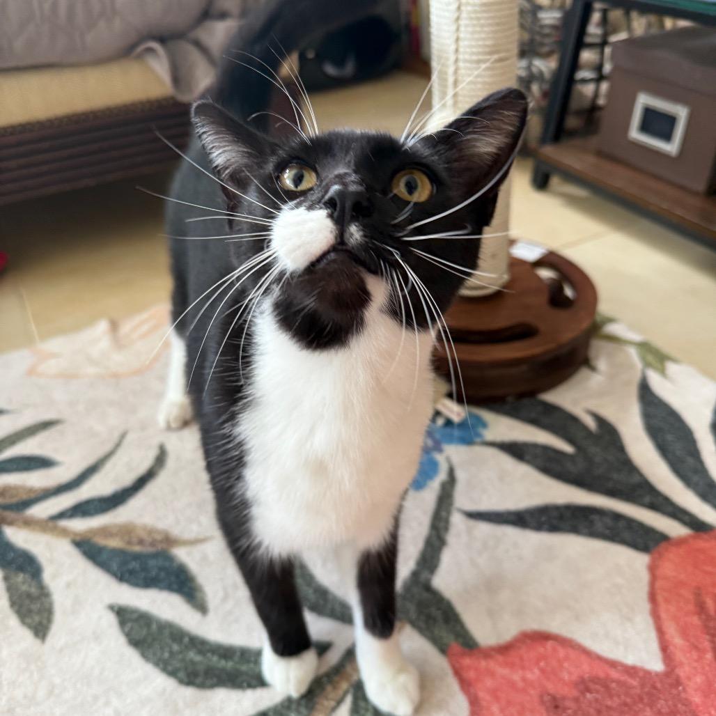 Enlarge Fritter, a Adoptable Domestic Short Hair in Fort Wayne, IN image 3/4