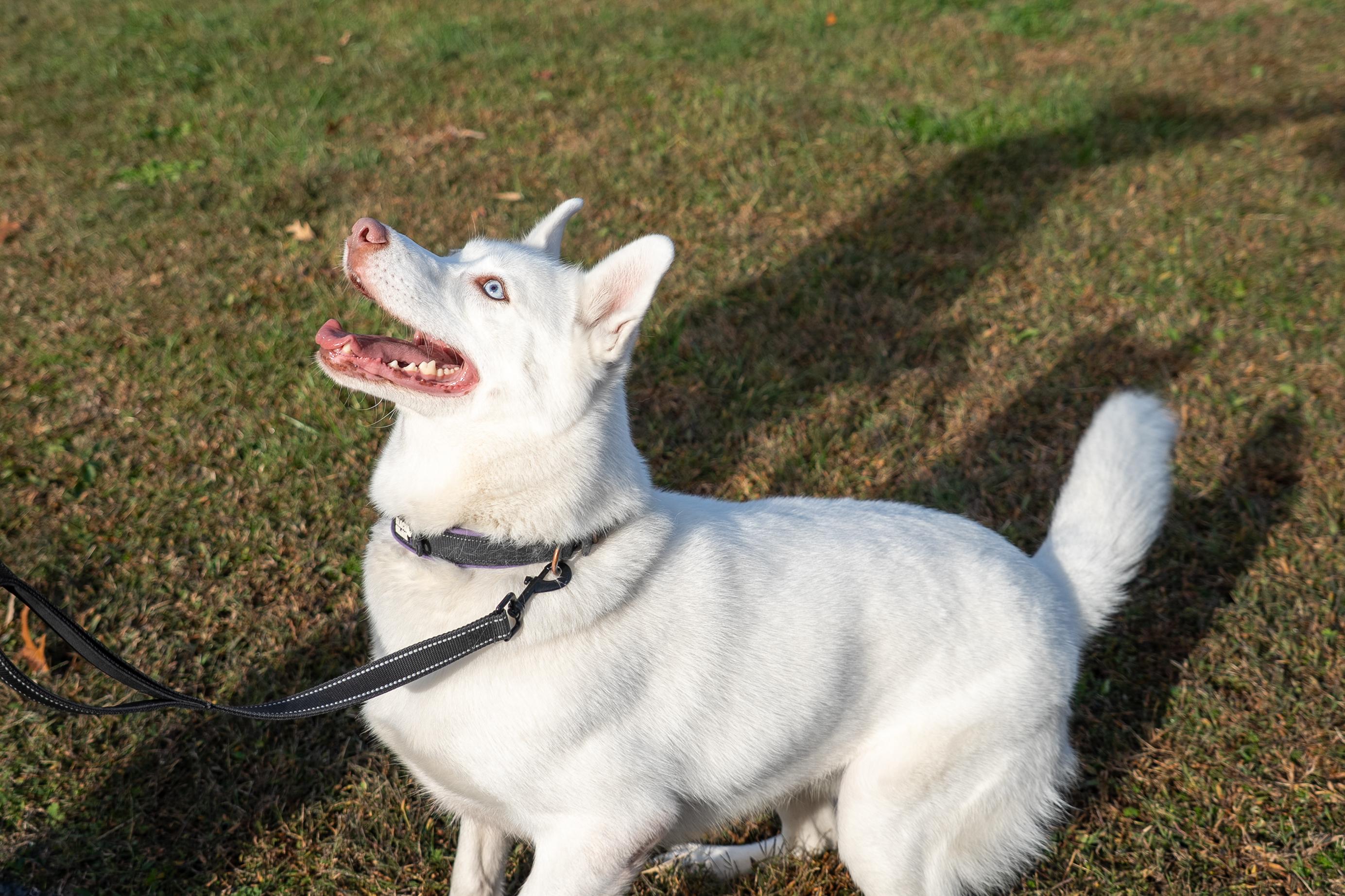 Enlarge Bella, an adoptable Husky in King George, VA image 3/5