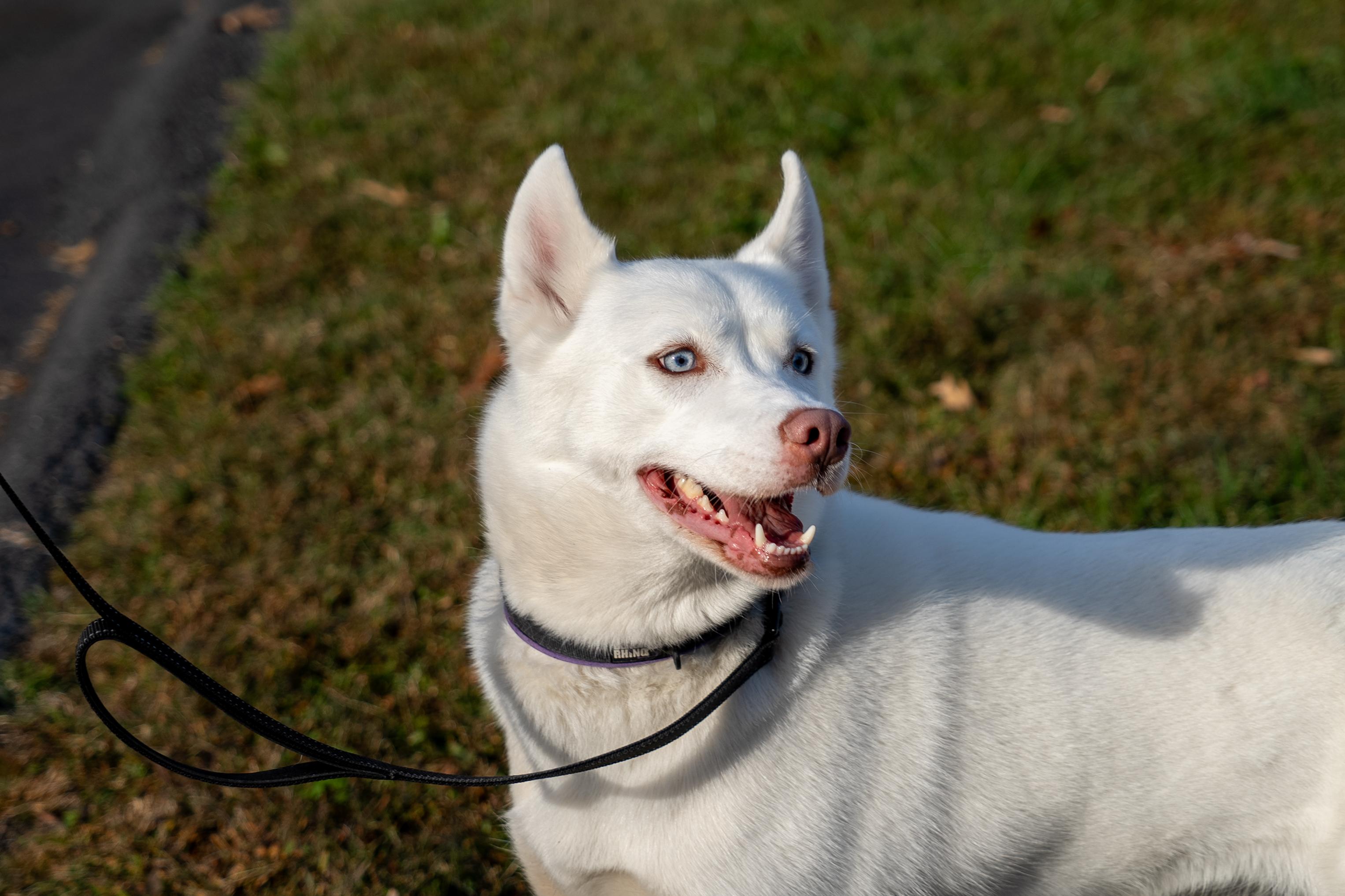 Enlarge Bella, an adoptable Husky in King George, VA image 1/5
