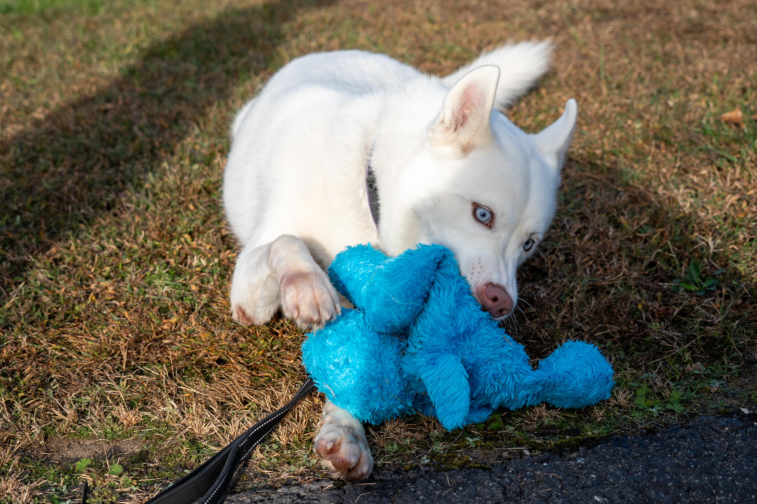 Enlarge Bella, an adoptable Husky in King George, VA image 2/5