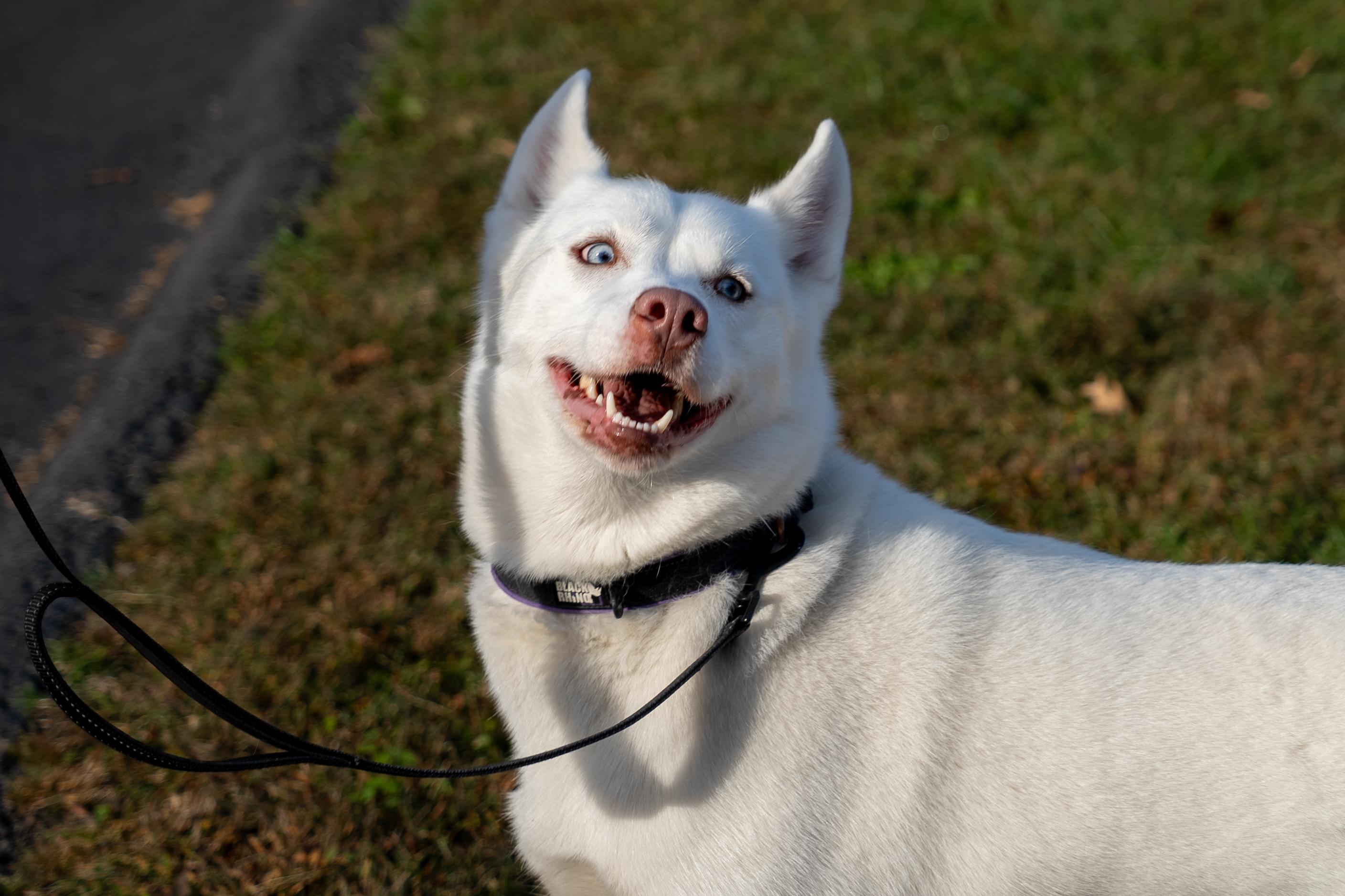 Enlarge Bella, an adoptable Husky in King George, VA image 4/5
