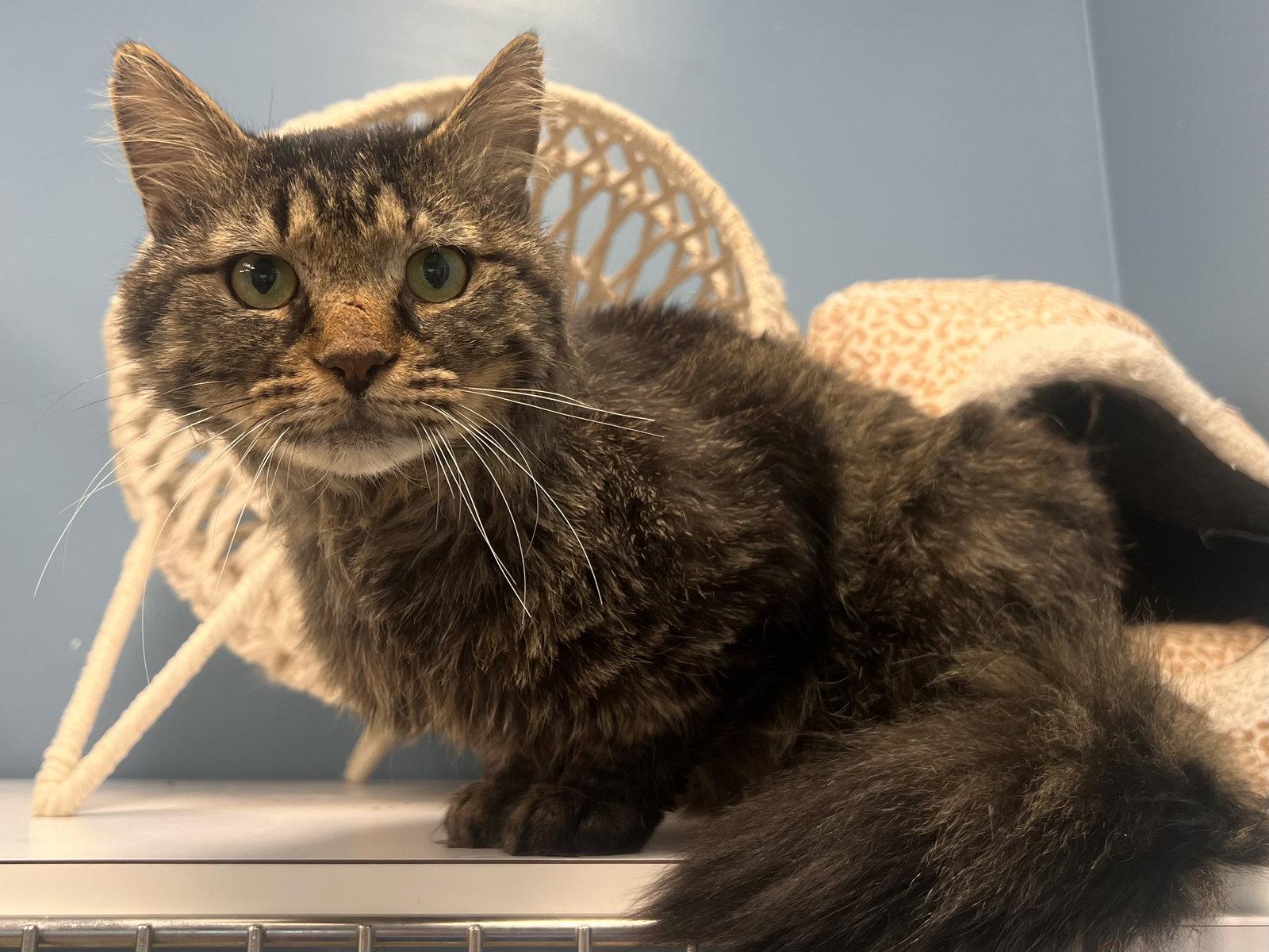 Dabney - Must Apply in Person !, Adoptable, Adult Male Tabby & Domestic Medium Hair.