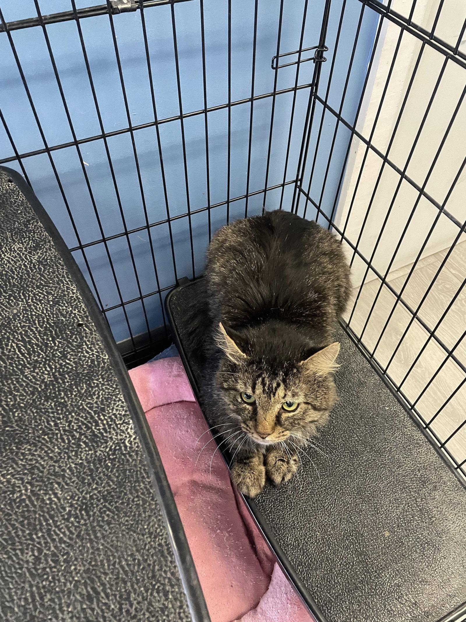 Dabney - Must Apply in Person !, a Adoptable mixed breed in Georgetown, KY image 2/3