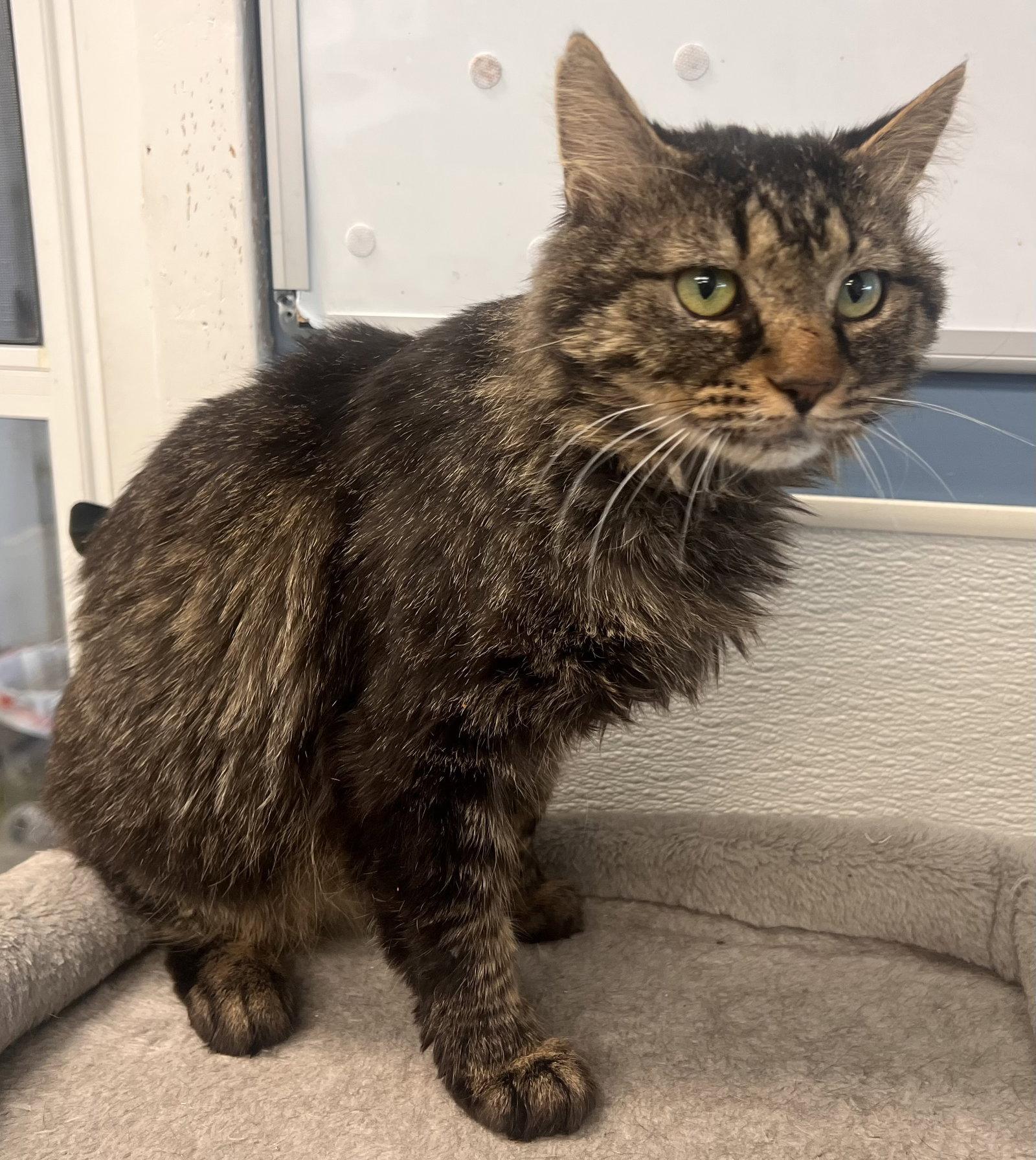 Dabney - Must Apply in Person !, a Adoptable mixed breed in Georgetown, KY image 3/3