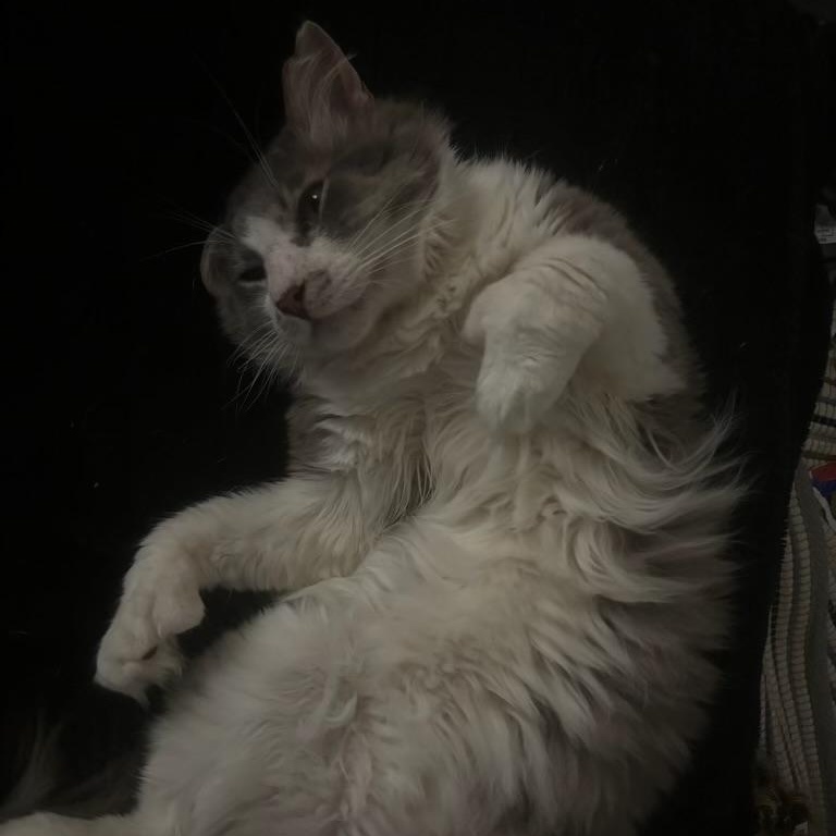 Enlarge Tito, a Adoptable Domestic Medium Hair in Los Angeles, CA image 6/6