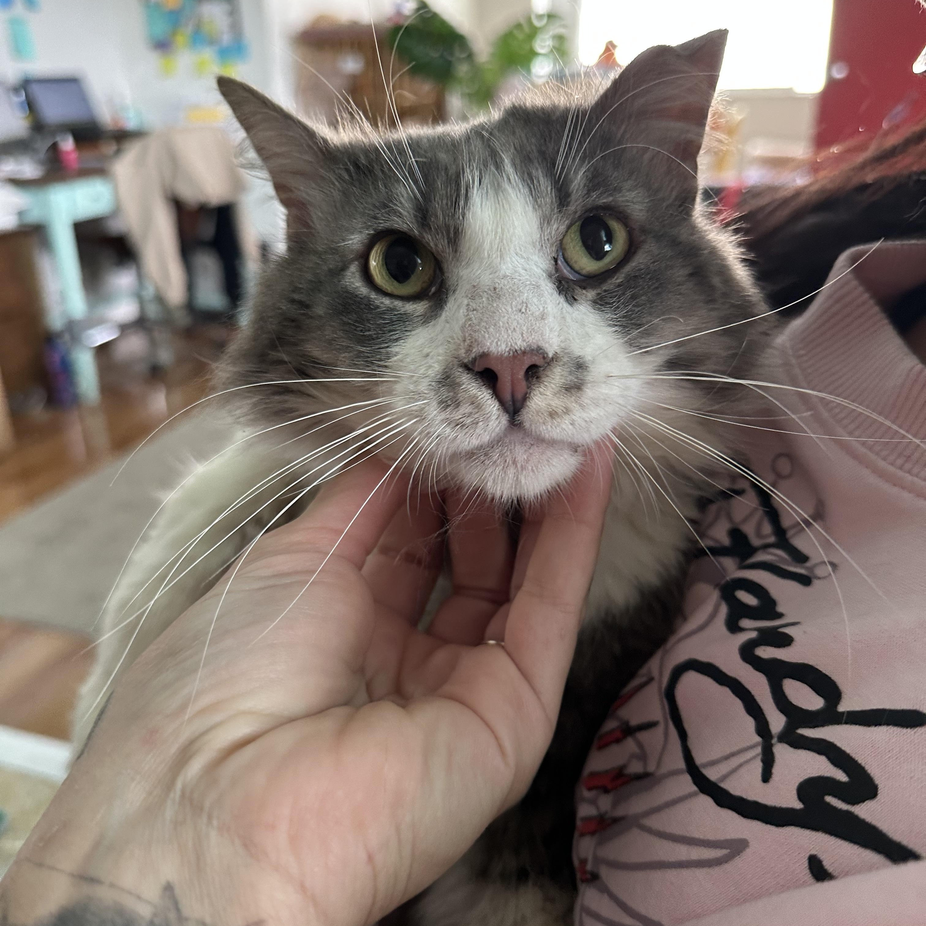 Tito, Adoptable, Adult Male Domestic Medium Hair.