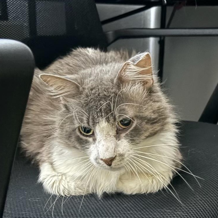 Enlarge Tito, a Adoptable Domestic Medium Hair in Los Angeles, CA image 3/6