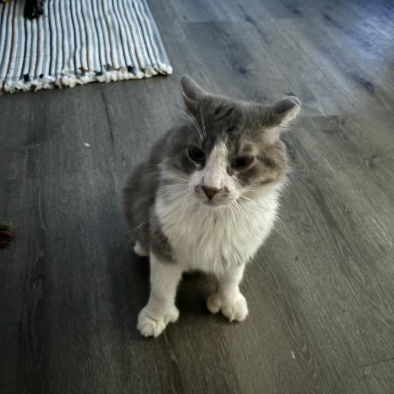 Enlarge Tito, a Adoptable Domestic Medium Hair in Los Angeles, CA image 4/6