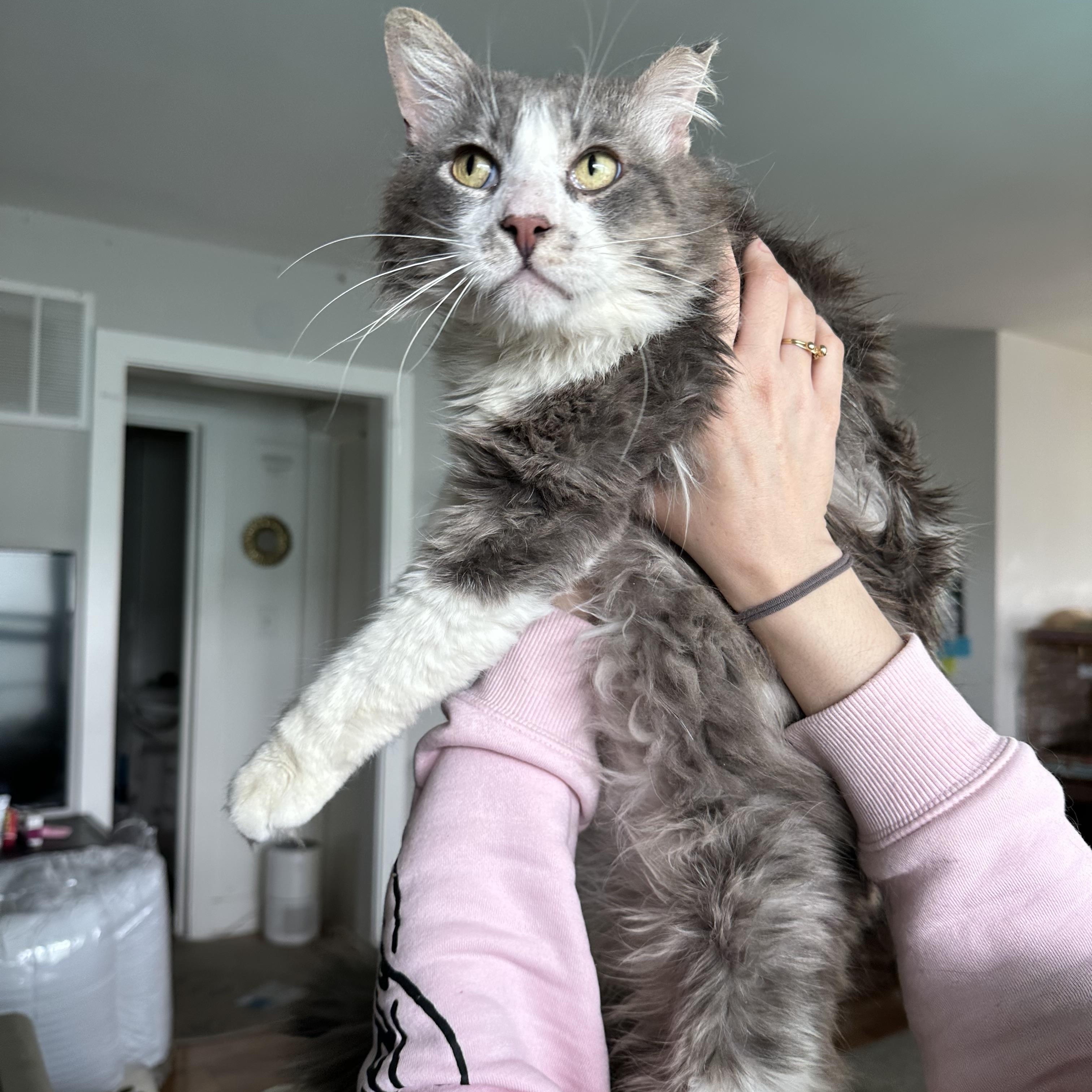 Enlarge Tito, a Adoptable Domestic Medium Hair in Los Angeles, CA image 2/6