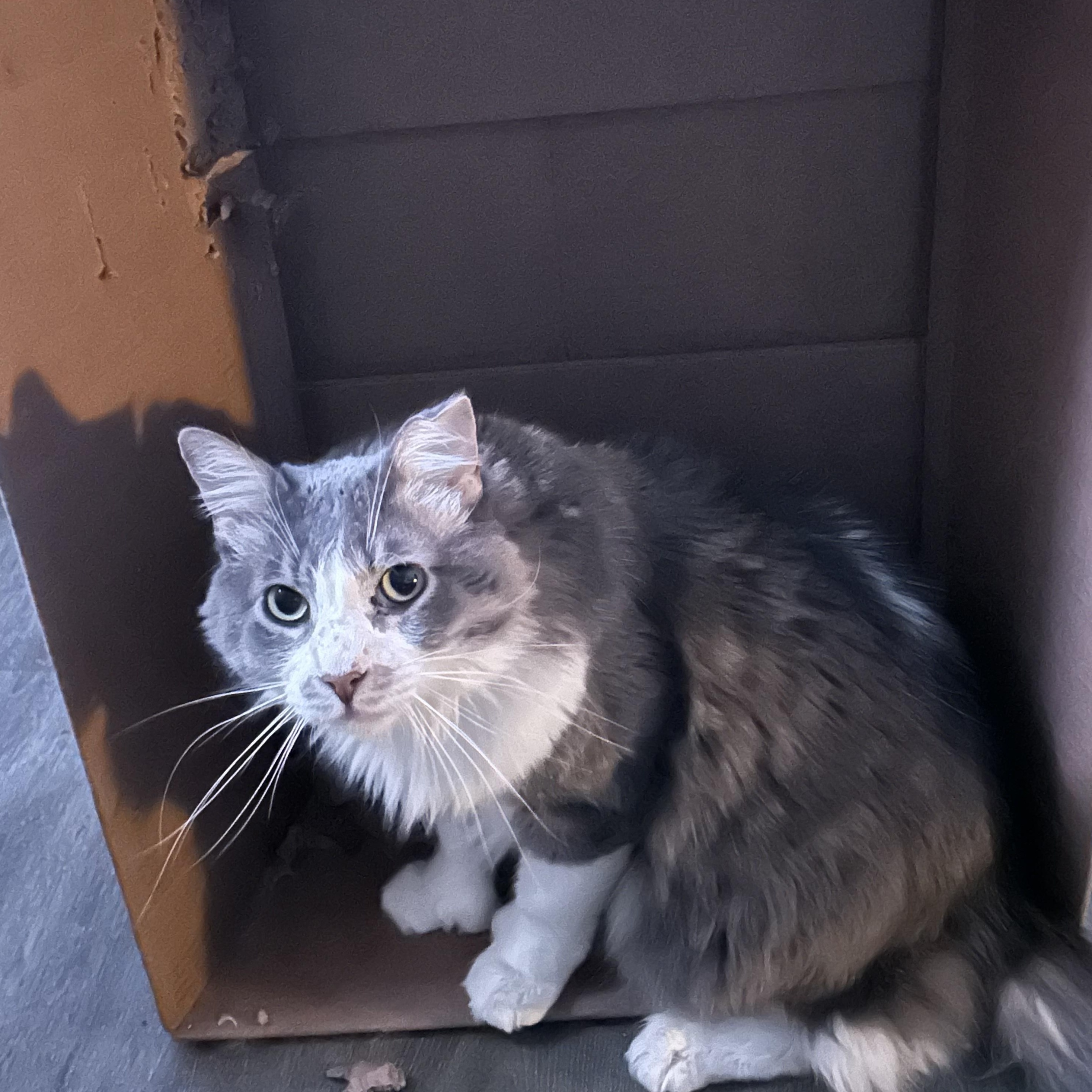 Enlarge Tito, a Adoptable Domestic Medium Hair in Los Angeles, CA image 6/6