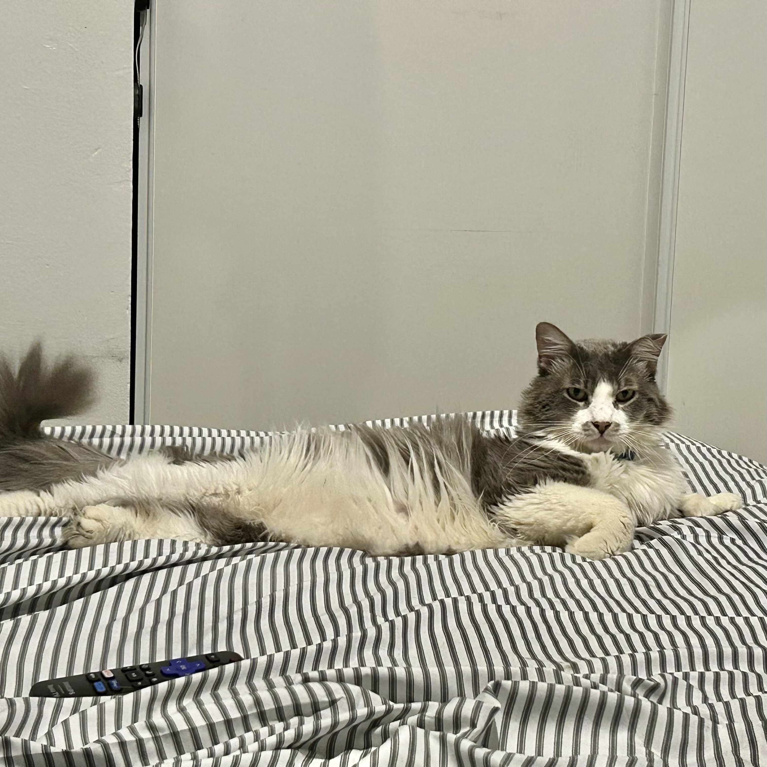 Enlarge Tito, a Adoptable Domestic Medium Hair in Los Angeles, CA image 3/6