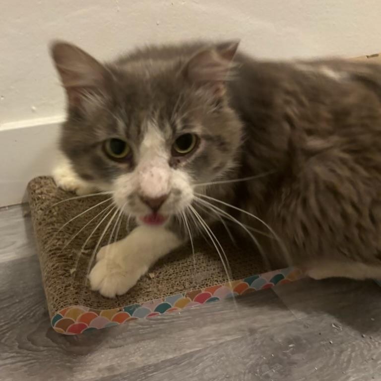 Enlarge Tito, a Adoptable Domestic Medium Hair in Los Angeles, CA image 5/6