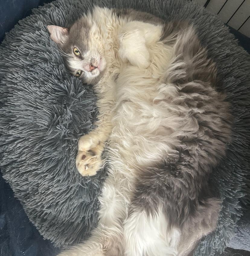 Tito, a Adoptable Domestic Medium Hair in Los Angeles, CA image 2/6