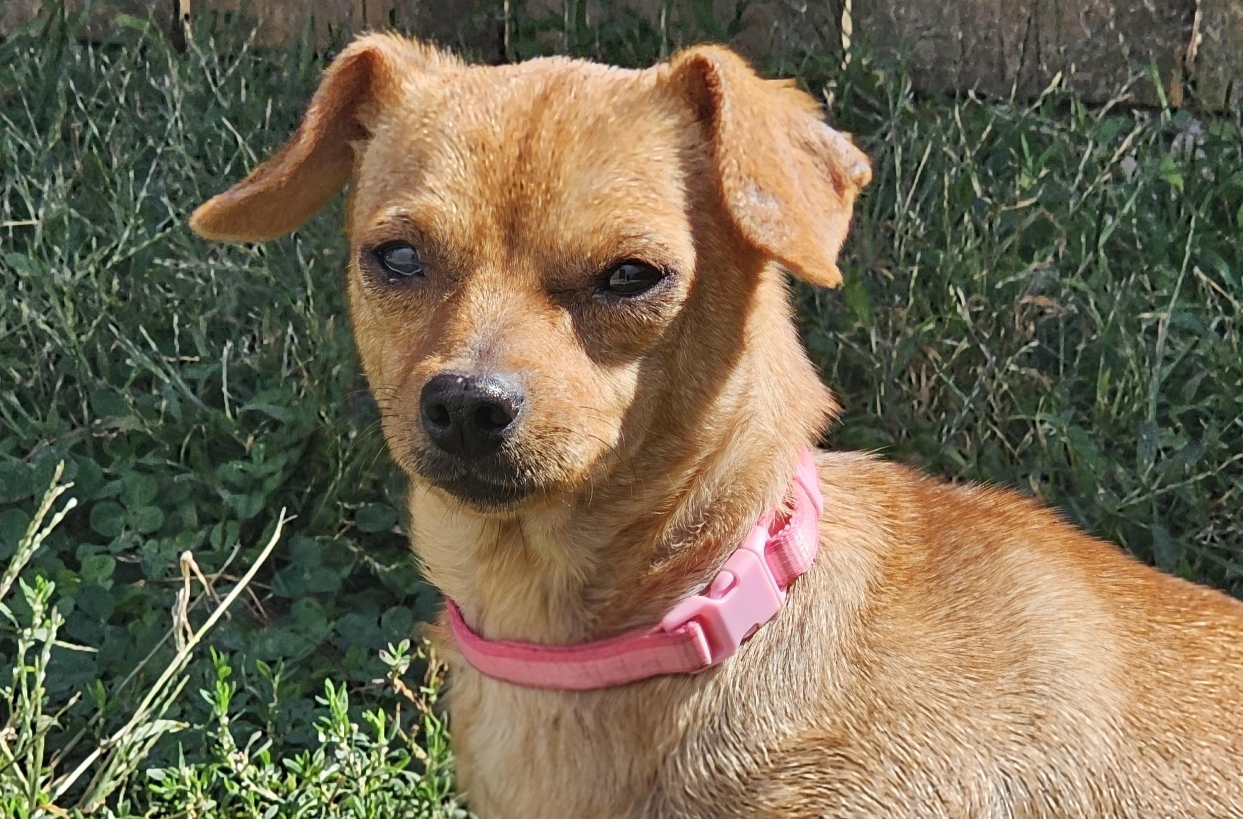 Enlarge June bug, a Adoptable Chihuahua in Lexington, KY image 4/6