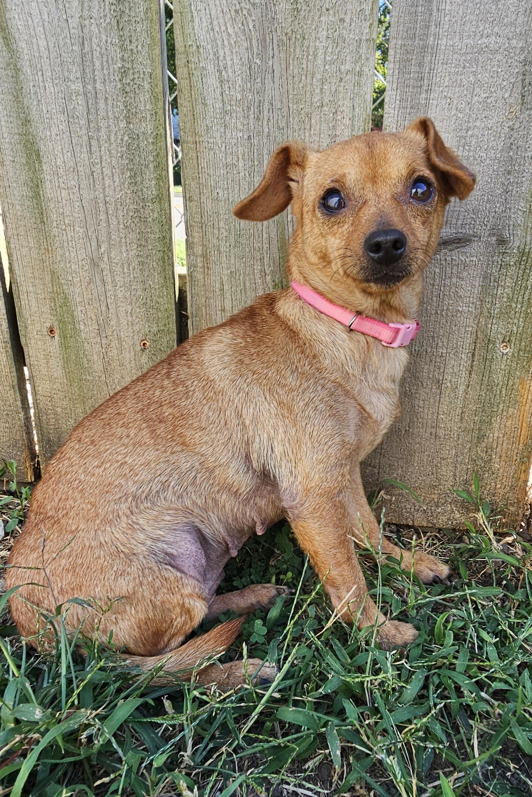 Enlarge June bug, a Adoptable Chihuahua in Lexington, KY image 3/6