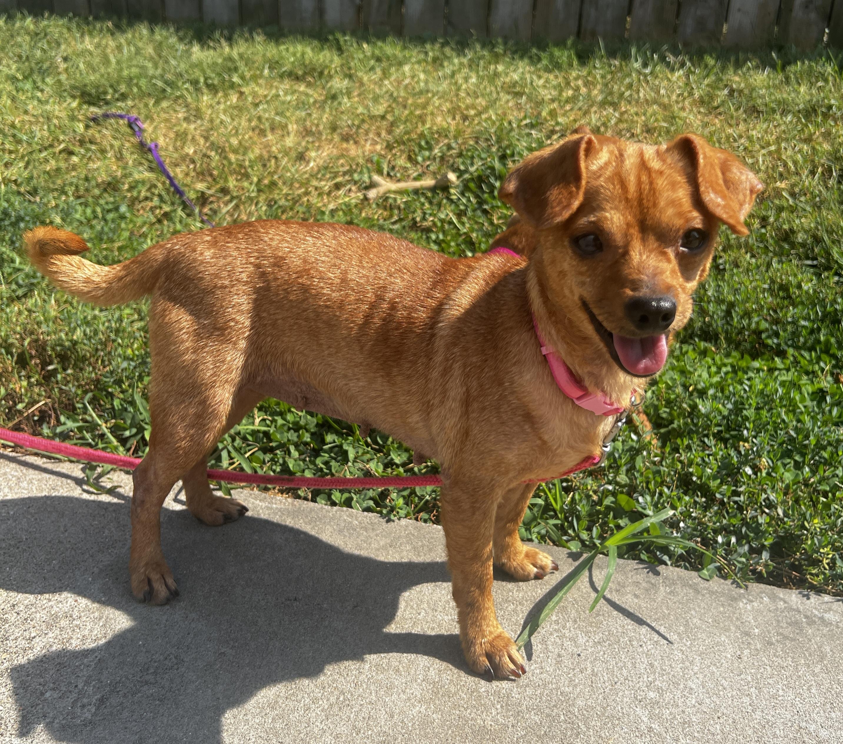 June bug, Adoptable, Adult Female Chihuahua.
