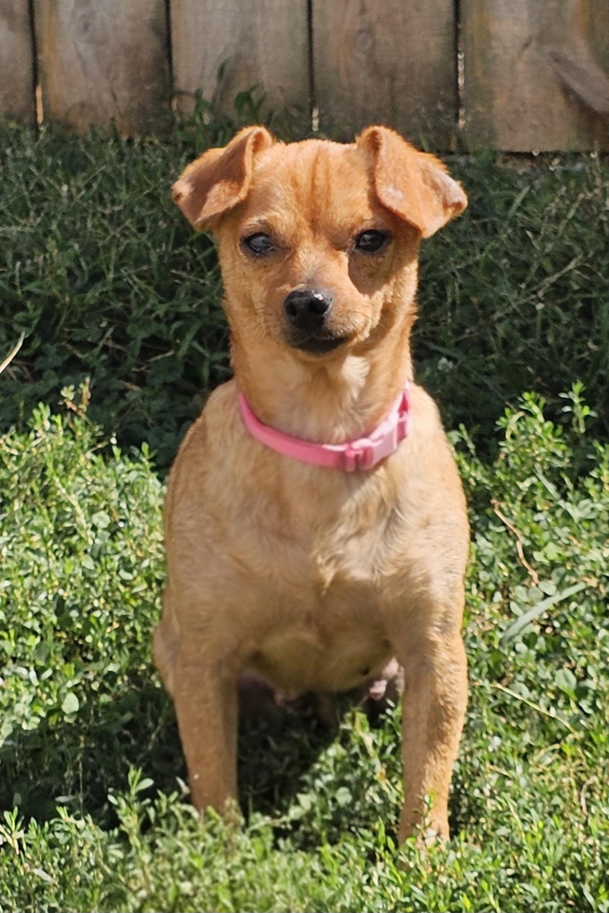 Enlarge June bug, a Adoptable Chihuahua in Lexington, KY image 5/6