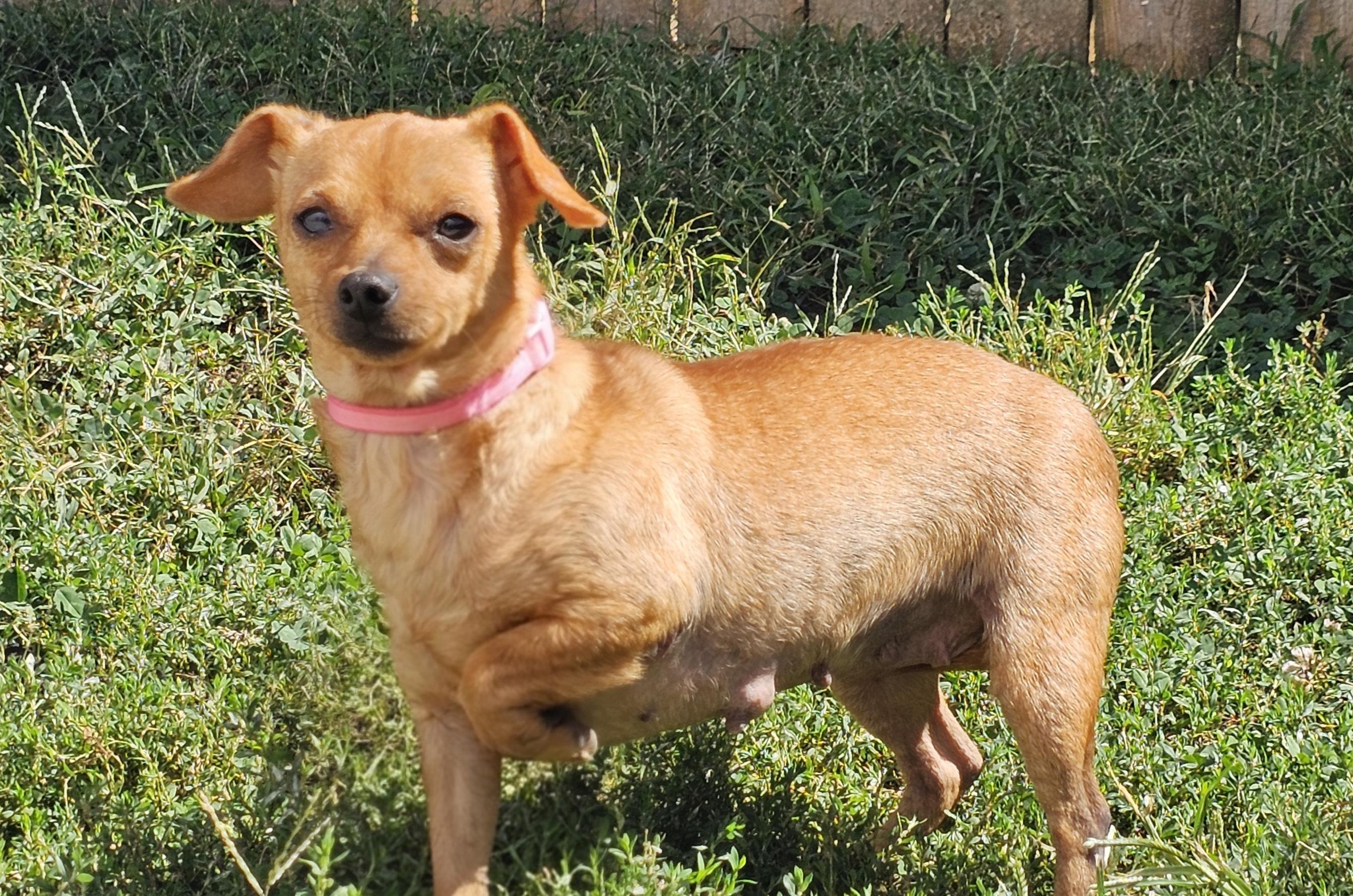 Enlarge June bug, a Adoptable Chihuahua in Lexington, KY image 6/6
