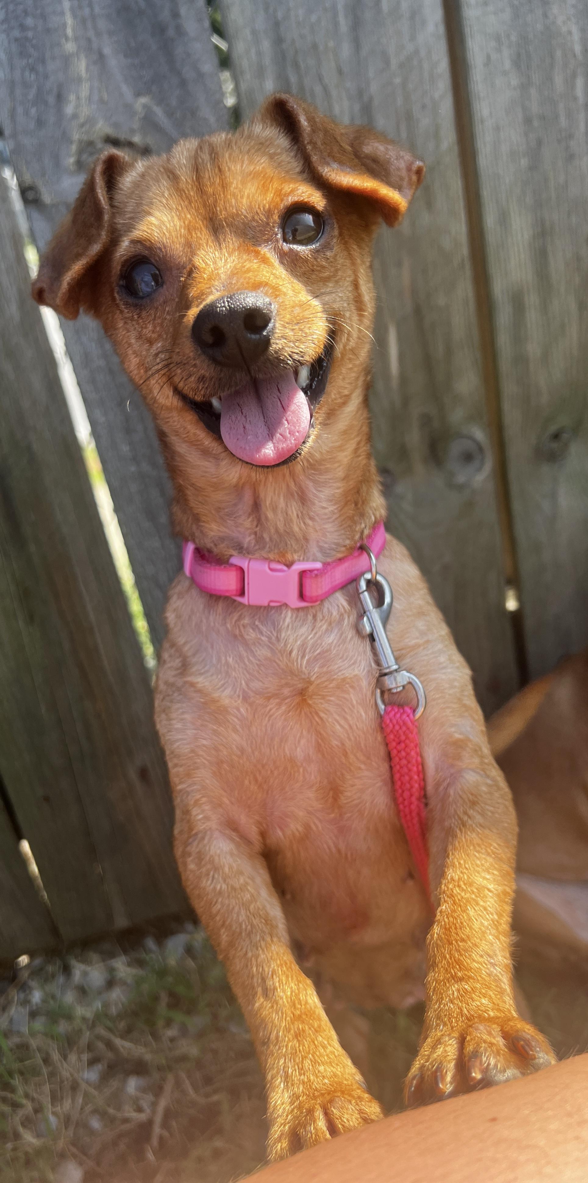 Enlarge June bug, a Adoptable Chihuahua in Lexington, KY image 2/6