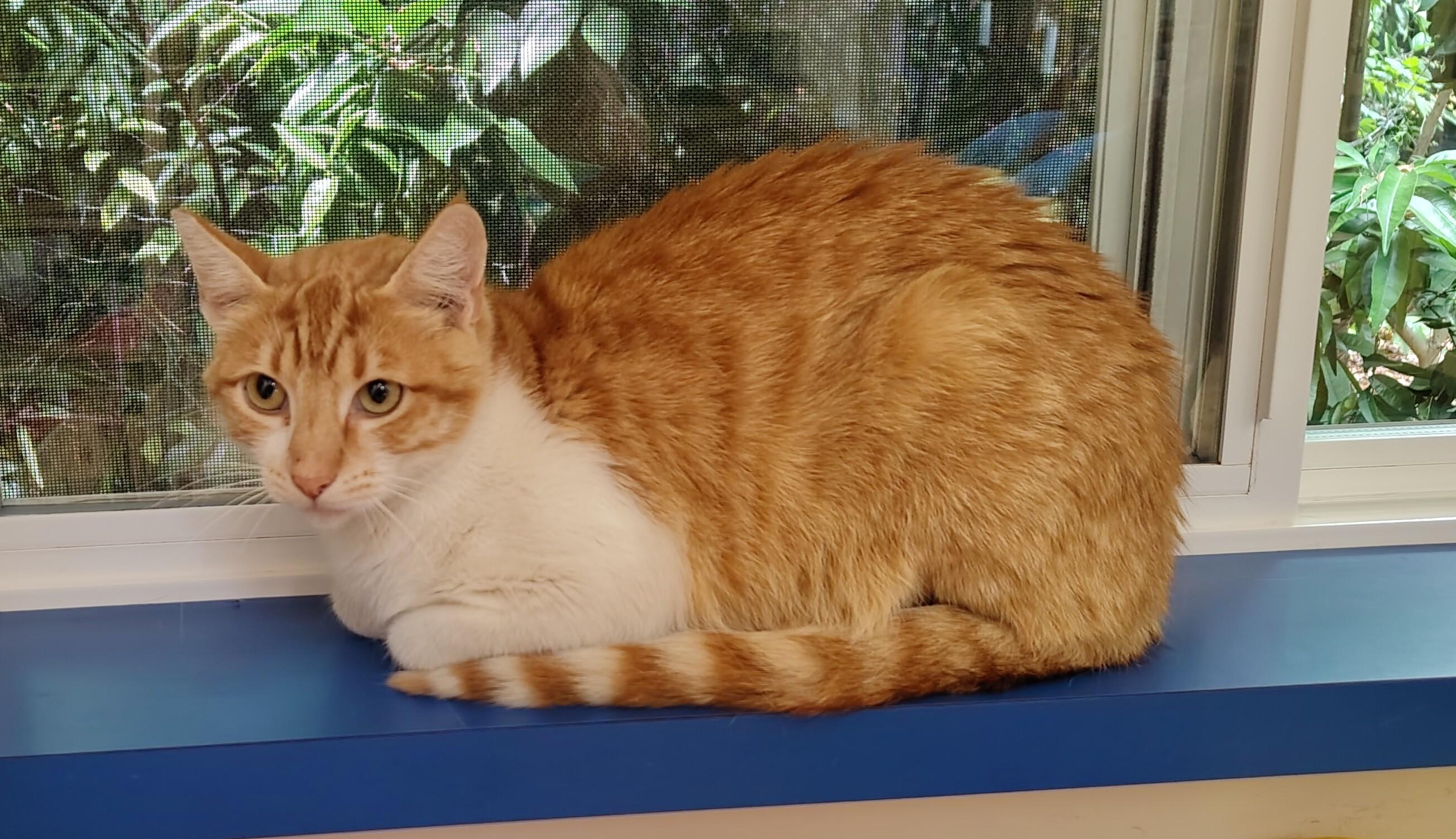 Enlarge Louis, a Adoptable Domestic Short Hair in Marin, CA image 2/4