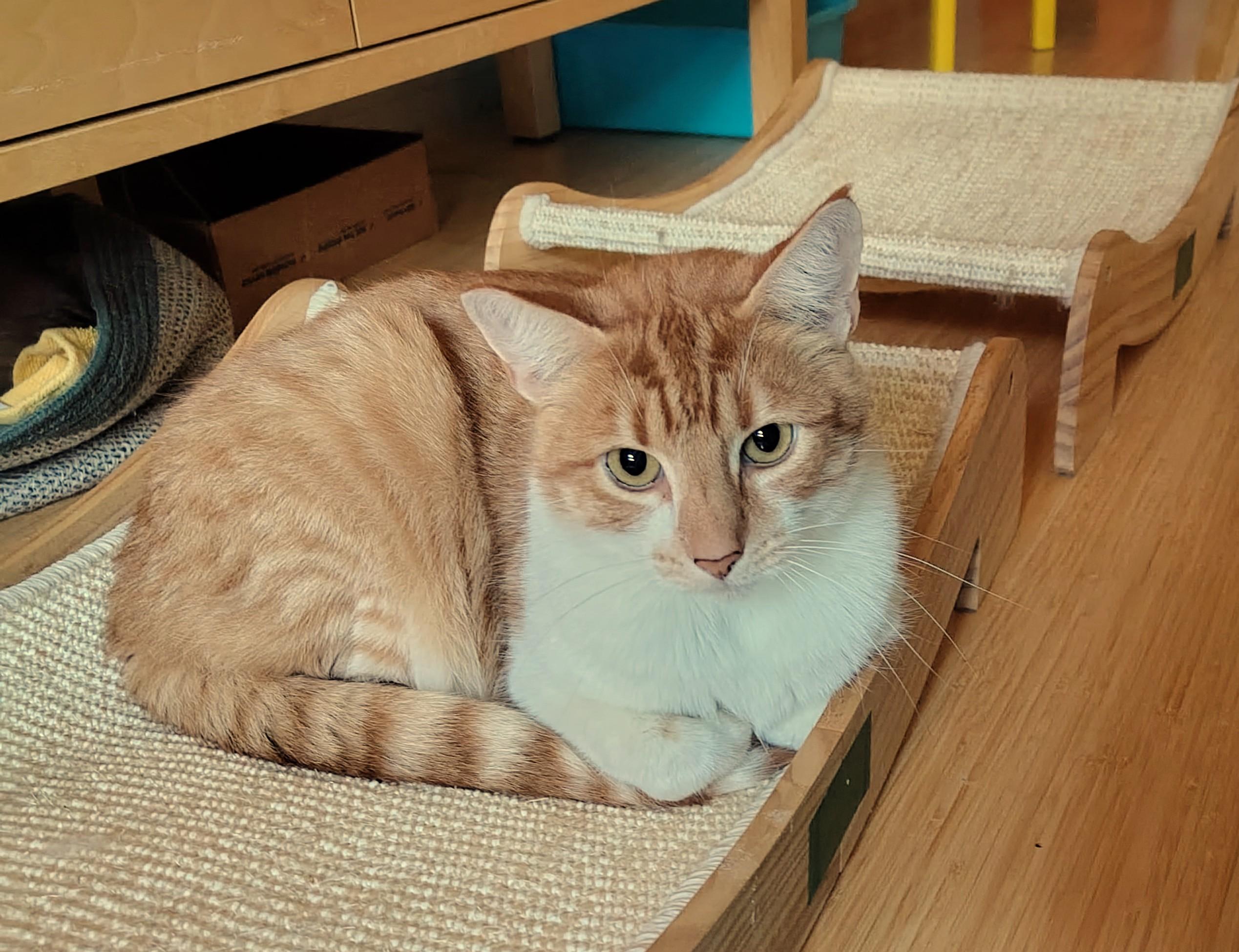 Enlarge Louis, a Adoptable Domestic Short Hair in Marin, CA image 1/4