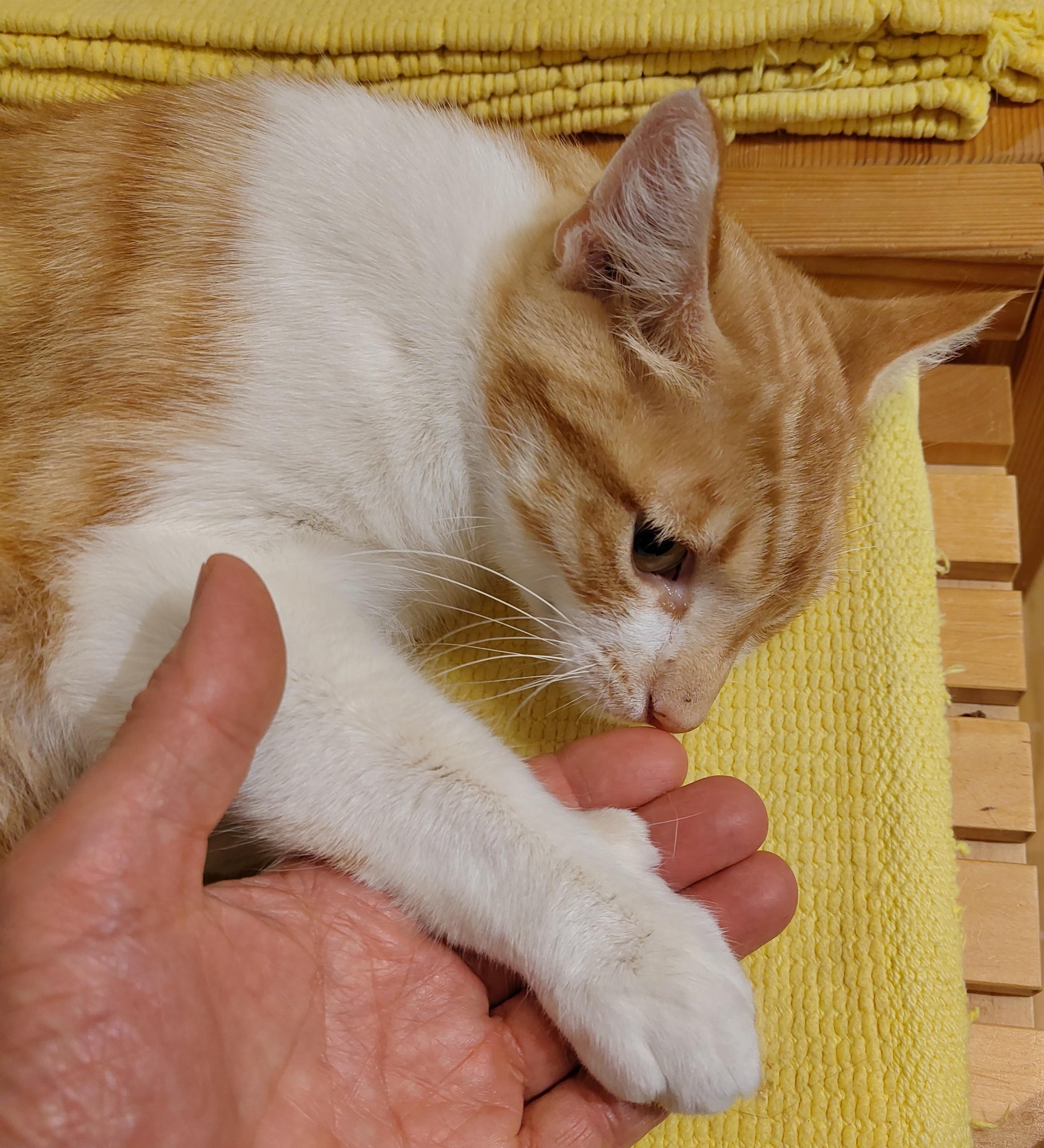 Enlarge Louis, a Adoptable Domestic Short Hair in Marin, CA image 3/4
