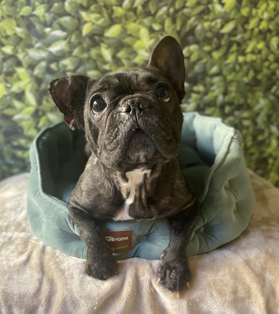 Ivie, a Adoptable French Bulldog in Fort Worth, TX image 3/3