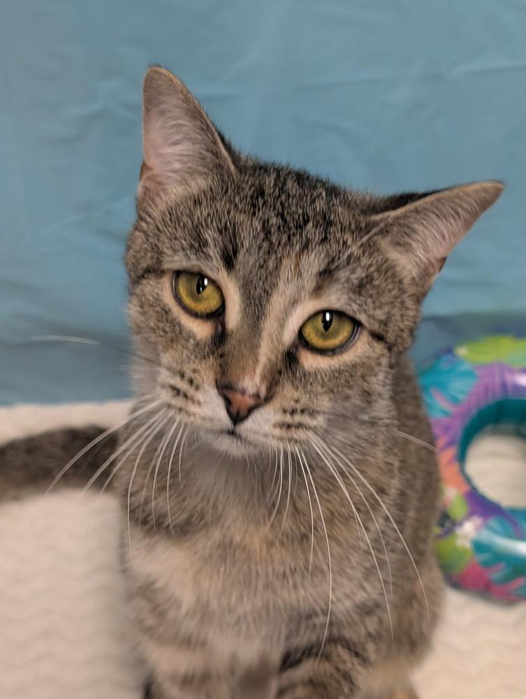 Bonnie, a Adoptable mixed breed in Greensboro, NC image 2/5