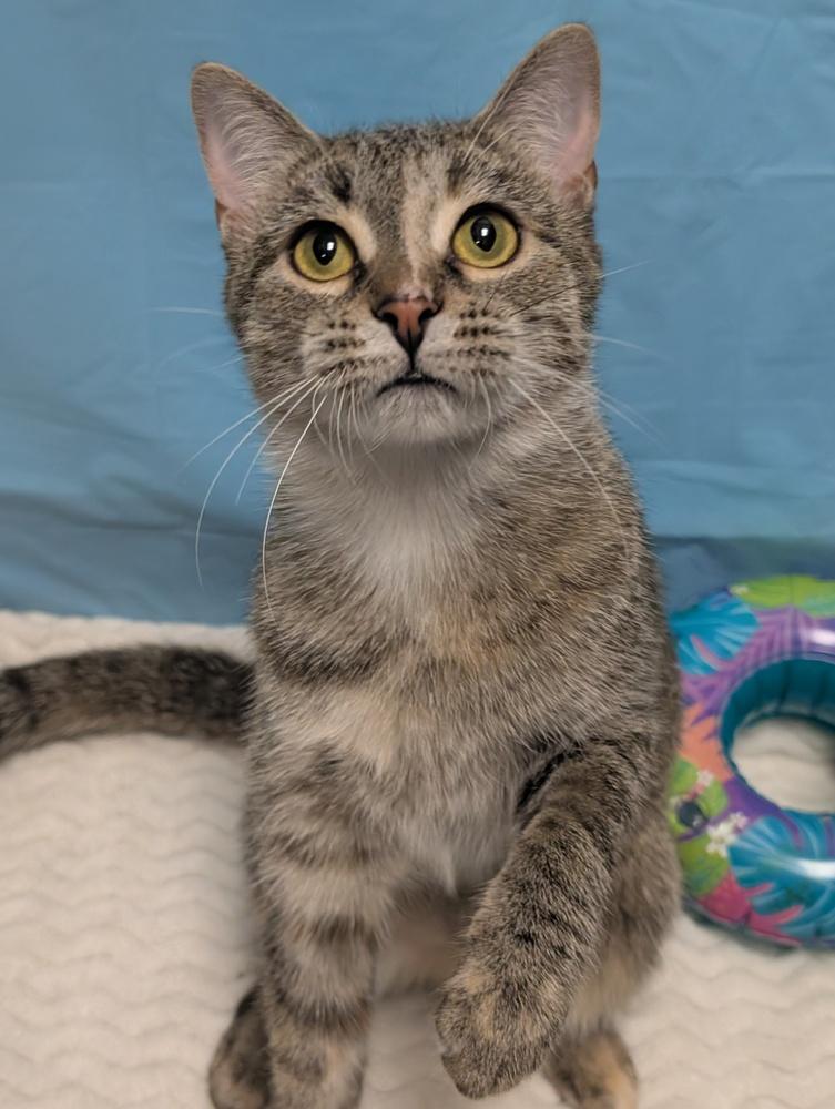 Bonnie, a Adoptable mixed breed in Greensboro, NC image 4/5