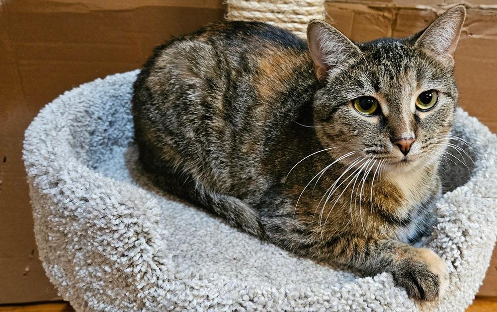 Bonnie, a Adoptable mixed breed in Greensboro, NC image 5/5