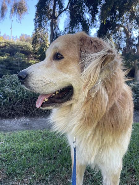 Enlarge Brody, a Adoptable mixed breed in Los Angeles, CA image 2/6