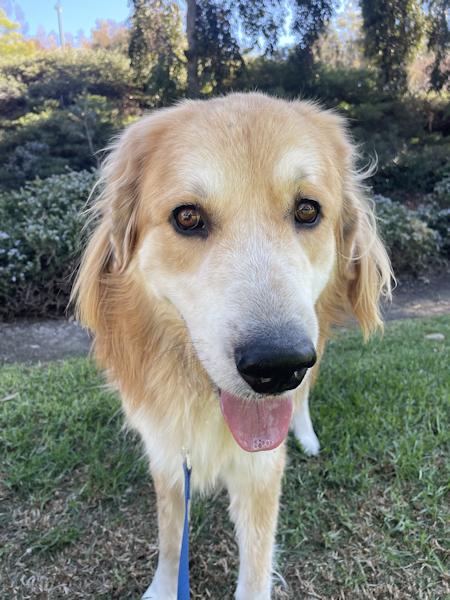 Enlarge Brody, a Adoptable mixed breed in Los Angeles, CA image 3/6
