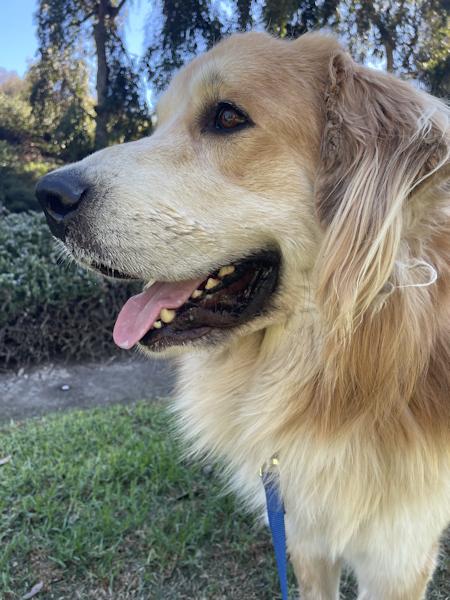 Enlarge Brody, a Adoptable mixed breed in Los Angeles, CA image 4/6