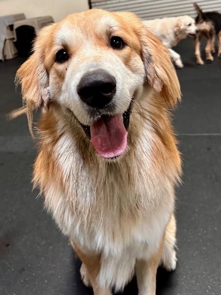 Enlarge Brody, a Adoptable mixed breed in Los Angeles, CA image 6/6