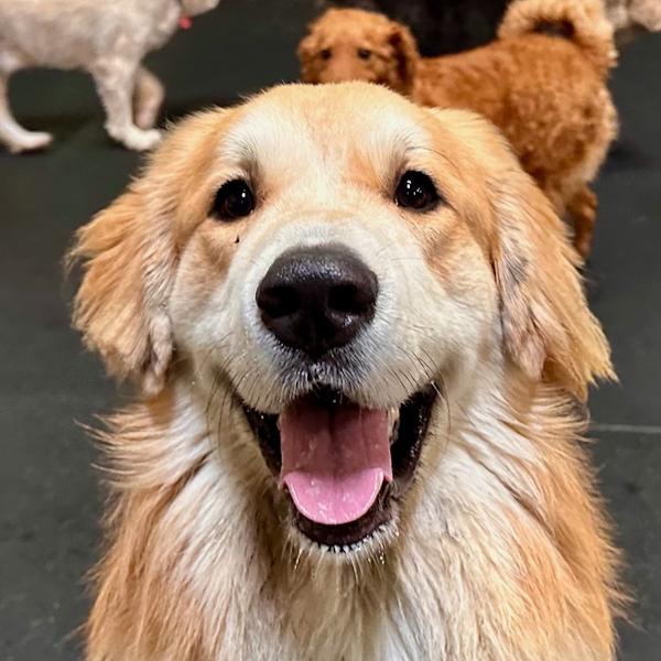 Enlarge Brody, a Adoptable mixed breed in Los Angeles, CA image 1/6