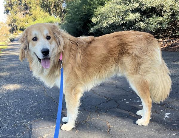 Enlarge Brody, a Adoptable mixed breed in Los Angeles, CA image 5/6