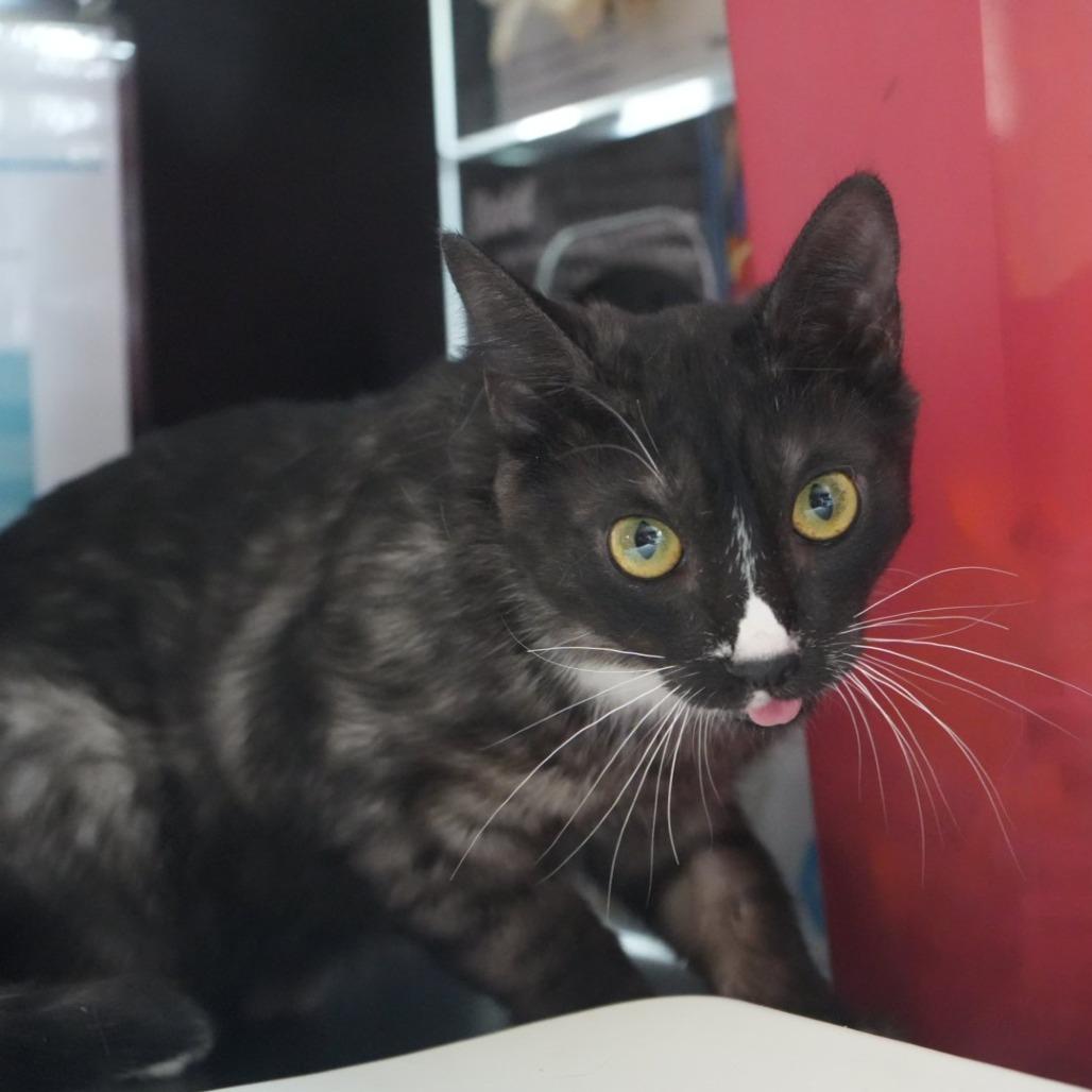 Blue, Adoptable, Young Male Domestic Short Hair.