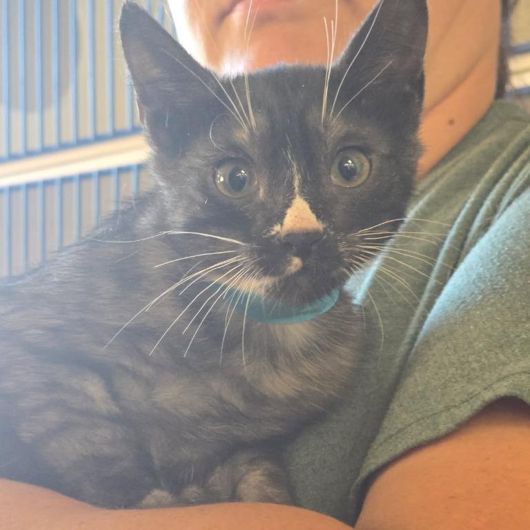 Enlarge Blue, a Adoptable Domestic Short Hair in Coachella, CA image 2/2