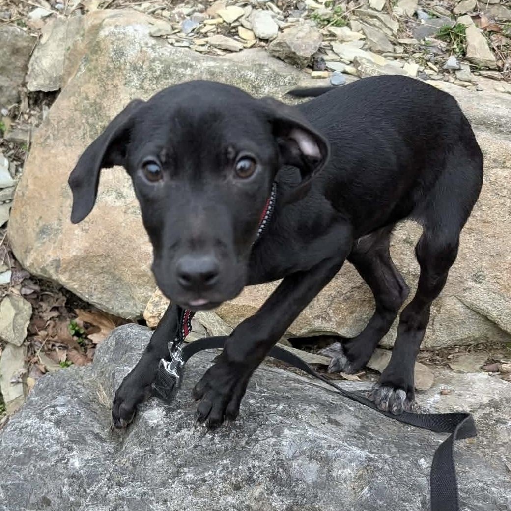 Enlarge Ratchet, a ADOPTABLE mixed breed in Bethlehem, PA image 2/4
