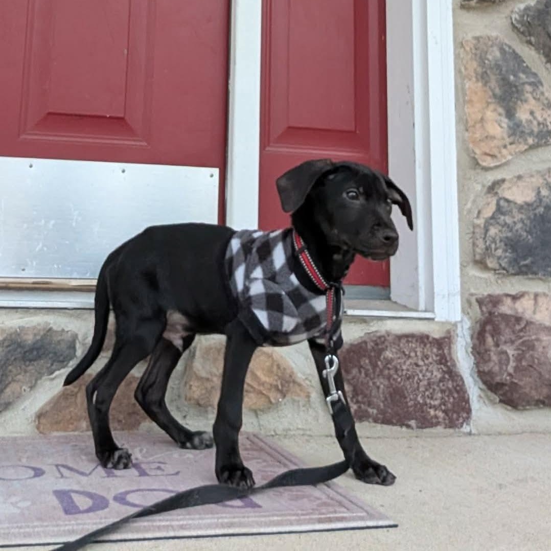 Enlarge Ratchet, a ADOPTABLE mixed breed in Bethlehem, PA image 3/4