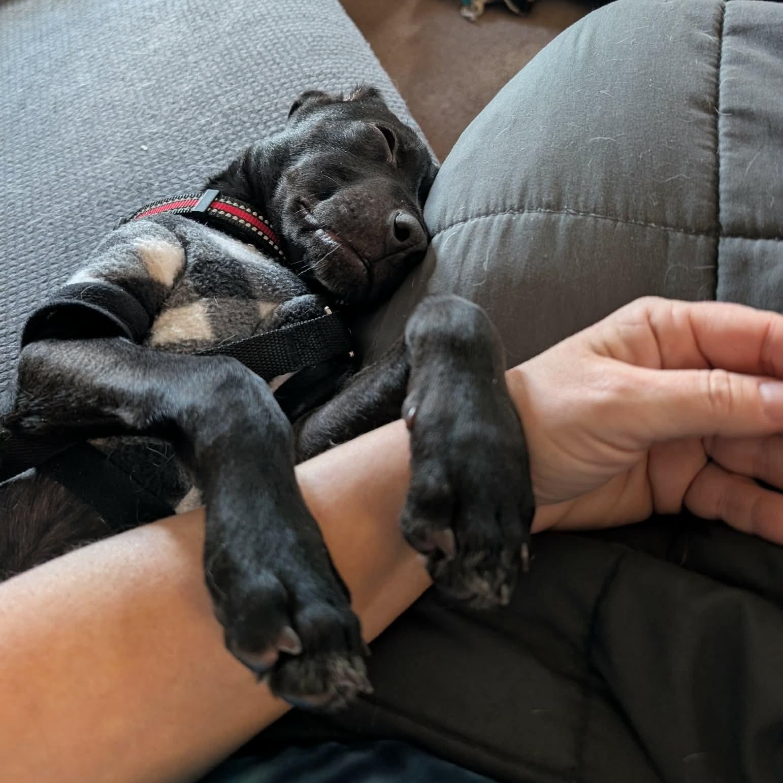 Enlarge Ratchet, a ADOPTABLE mixed breed in Bethlehem, PA image 4/4