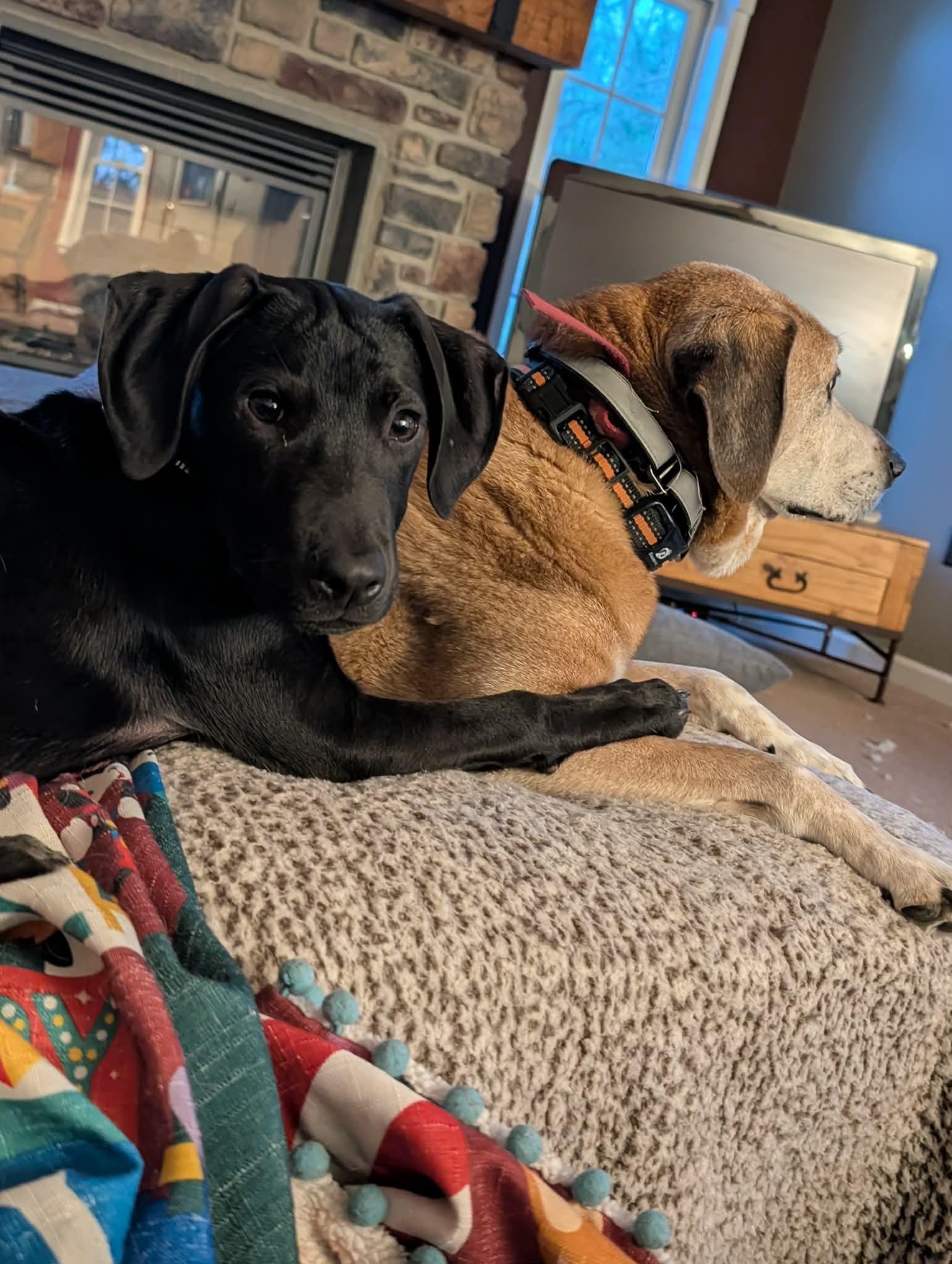 Enlarge Ratchet, a ADOPTABLE mixed breed in Bethlehem, PA image 6/6