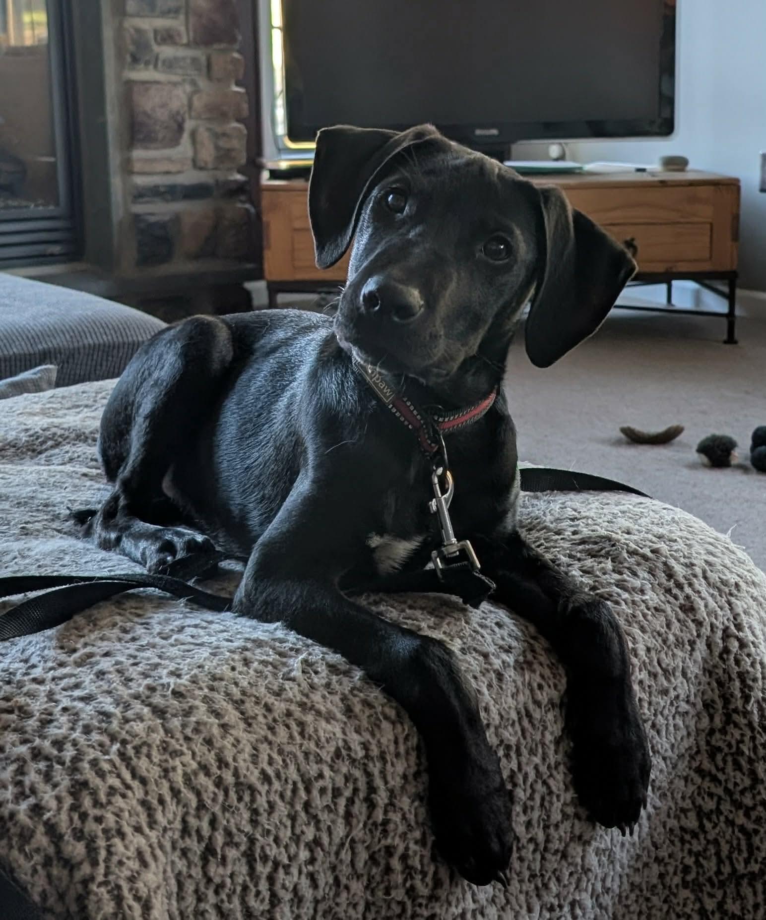 Enlarge Ratchet, a ADOPTABLE mixed breed in Bethlehem, PA image 1/6